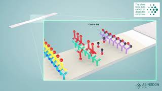 See how a lateral flow immunoassay works [upl. by Ydolem]