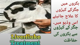 Liver fluke treatment diagnosis and prevention in goats by Dr Murtaza Khalil ANIMALS KNOWLEDGE [upl. by Retsehc]