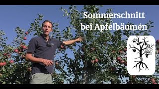 Der Sommerschnitt beim Apfel leicht gemacht  Obstbäume im Sommer schneiden [upl. by Ariada]