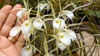 Orquídea Brassavola Tuberculata [upl. by Llieno]