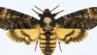 Deathshead hawkmoth  Natural History Museum [upl. by Mcgraw]