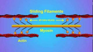 5 Details of ActinMyosin Crosslinking [upl. by Atnohsal]