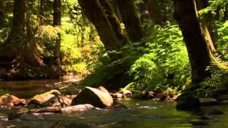 3 hour relaxing peaceful instrumental music by Tim Janis [upl. by Teplitz237]