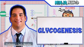 Metabolism  Glycogenesis [upl. by Llet923]