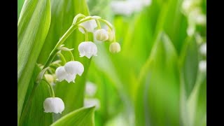 Muguet du Bonheur [upl. by Laurance628]