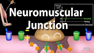 Neuromuscular Junction Animation [upl. by Adnouqal703]