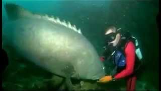 Massive Fish Bites Scuba Diver DANGER [upl. by Franzen133]