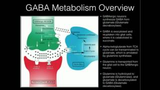 LTheanine and GABA Supplementation [upl. by Ledba]