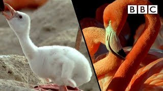 How baby flamingos get their pink colour  Animal Super Parents  BBC [upl. by Marie-Ann]