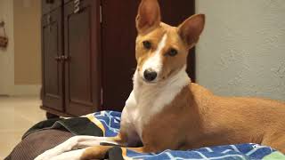 Cute Basenji Yodel [upl. by Ehcar257]