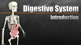 An Introduction to the Digestive System [upl. by Yramanna346]