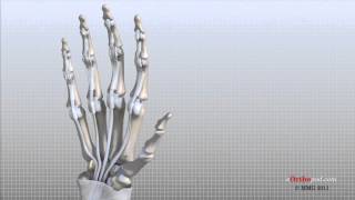 Hand Anatomy Animated Tutorial [upl. by Libys]